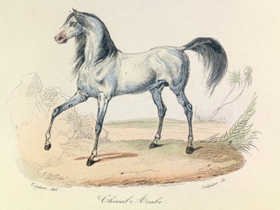 "Completes de Buffon" Linneene nómenklatúrájával és Cuvier osztályozásával: Les animaux: Cheval Arabe (metszet) alkotó: Unknown artist