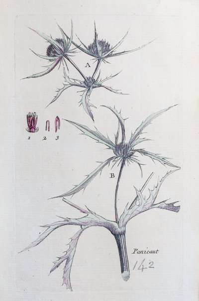 Ország Panicaut alkotó: Unknown artist