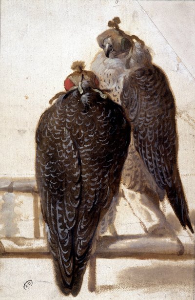 Pár sólyom. 18. századi rajz. alkotó: Unknown artist