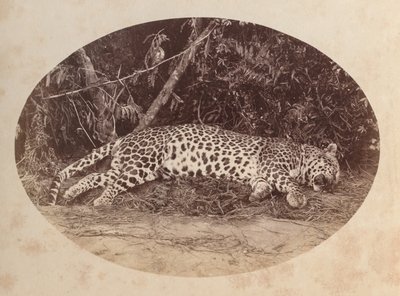 Halott Leopárd alkotó: Unknown artist