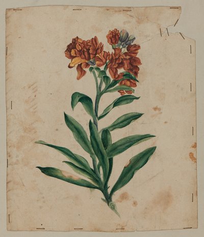 Tervrajz, 18. század eleje alkotó: Unknown artist