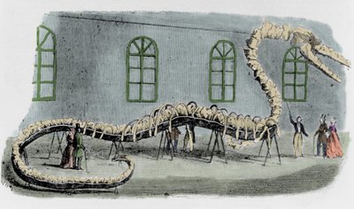 Dr. Albert C. Koch hamis tengeri kígyója. A csontvázat különféle állatok csontjaival szerelték fel. A kígyót Hydrarcus Silimanninak nevezték el. 1845-ben nagy sikerrel kiállították New Yorkban. Amikor kiderült a csalás, Koch megszökött és visszament alkotó: Unknown artist