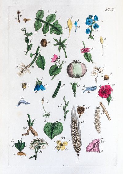 A Flora Parisiensisban szereplő ábrák és nevük elemi táblázata alkotó: Unknown artist
