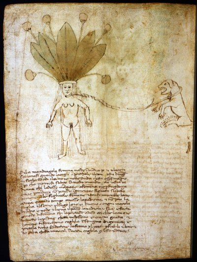 Női mandragóra, 14. századi gyógynövényből kivont. alkotó: Unknown artist