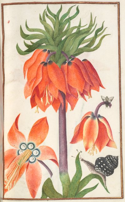 Florilegium: (19. oldal recto) narancssárga fritillaria imperialis (birodalmi korona) alkotó: Unknown artist