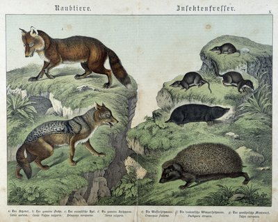 Róka, ezüstróka, cickányok, vakond és sündisznó – az emlősök természettörténetében” – szerk. Schreiber alkotó: Unknown artist