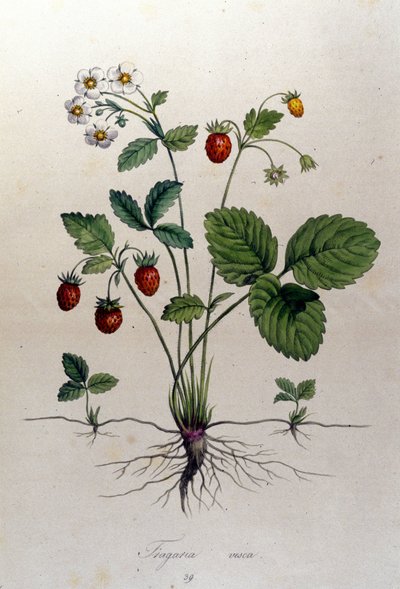 Fragaria Vesca (vadeper). alkotó: Unknown artist