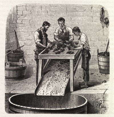 A szőlő osztályozása rácson a kiváló minőségű burgundi bor készítése során. Metszet a 19. század végéről alkotó: Unknown artist