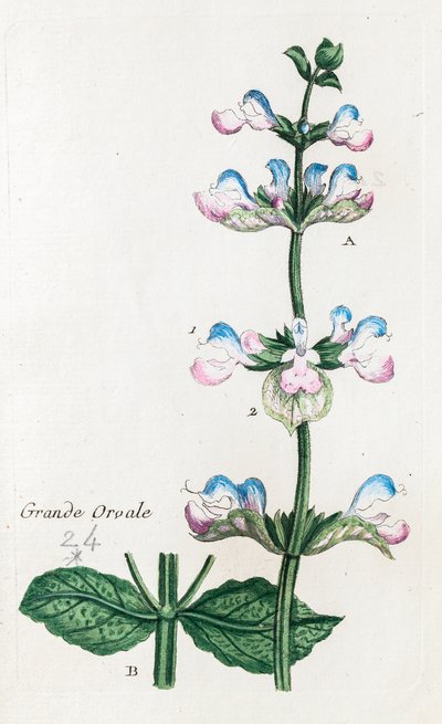 Nagy Orvale vagy Clary Sage alkotó: Unknown artist