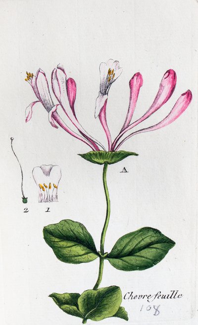 Honeysuckle alkotó: Unknown artist