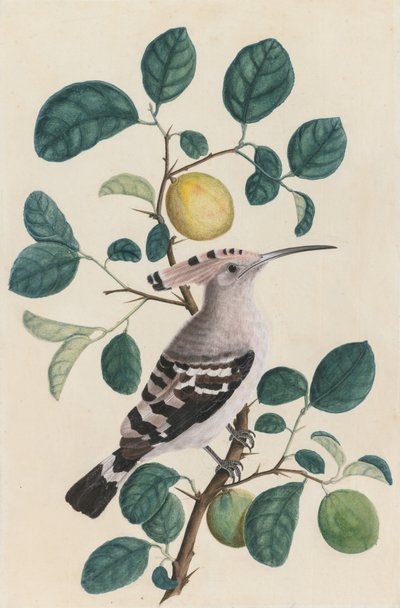 Hoopoe egy citrusfa ágán alkotó: Unknown artist