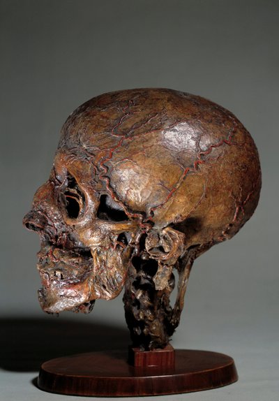 Viaszinjektálással készült emberi anatómiai fej. 18. századi Magángyűjtemény alkotó: Unknown artist