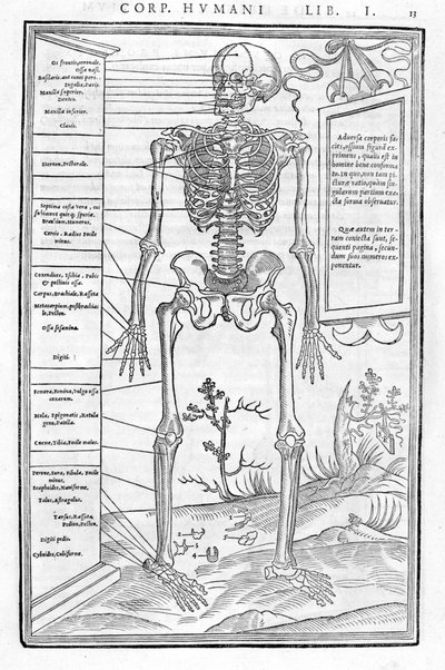 Emberi csontváz, elülső rész. Anatómiai lemez "" Az emberi test három részének feldarabolása..." Carlo Stefano Riverio, Párizs 1545 alkotó: Unknown artist
