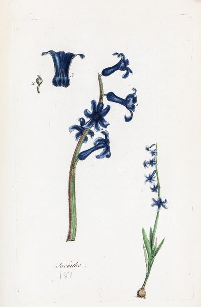 Jácint alkotó: Unknown artist