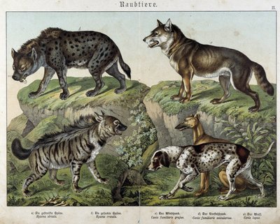 Hiénák és kutyák. in „” Natural Histories of mammals”, szerk. Schreiber alkotó: Unknown artist
