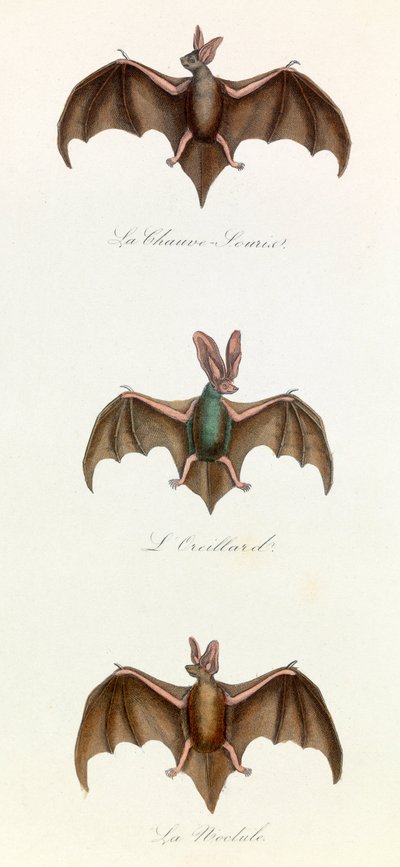 Illusztráció a "Buffon összes művei" című könyvből: Les Quadrupedes: (metszet) alkotó: Unknown artist