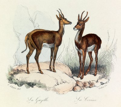 Illusztráció a "Buffon összes művei" című könyvből: Les Quadrupedes: La gazelle et la corine (metszet) alkotó: Unknown artist
