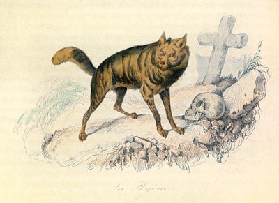 Illusztráció a "Buffon összes művei" című könyvből: Les Quadrupedes: (metszet) alkotó: Unknown artist