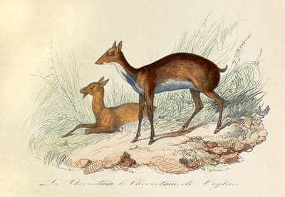 Illusztráció a "Buffon összes művei" című könyvből: Les Quadrupedes: Le chevrotain et le chevritain de Ceylon (metszet) alkotó: Unknown artist