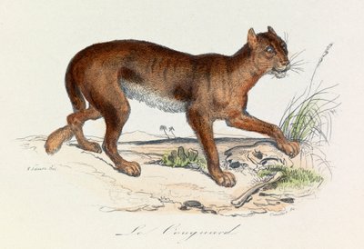 Illusztráció a "Buffon összes művei" című könyvből: Les Quadrupedes: Le couguar (metszet) alkotó: Unknown artist