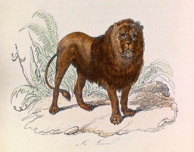 Illusztráció a "Buffon összes művei" című könyvből: Les Quadrupedes: Le lion (metszet) alkotó: Unknown artist