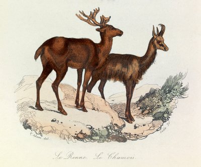 Illusztráció a "Buffon összes művei" című könyvből: Les Quadrupedes: Le reinne et la chamois (metszet). alkotó: Unknown artist