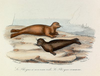Illusztráció a "Buffon összes művei" című könyvből: Les Quadrupedes: Le seal a snout ride et le seal (metszet) alkotó: Unknown artist