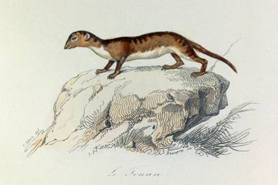 Illusztráció a "Buffon összes művei" című könyvből: Les Quadrupedes: Le touan (metszet) alkotó: Unknown artist