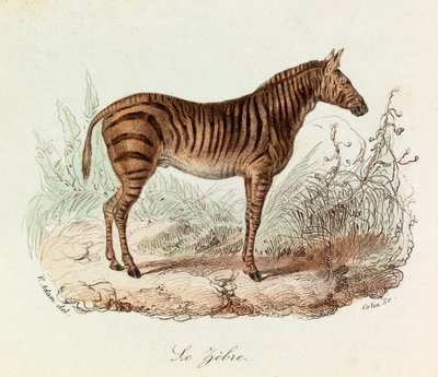 Illusztráció a "Buffon összes művei" című könyvből: Les Quadrupedes: Le zebre (metszet) alkotó: Unknown artist