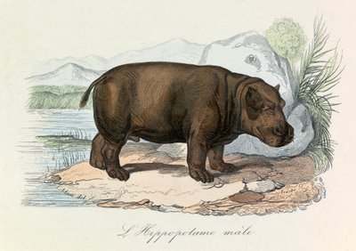 Illusztráció a "Buffon összes művei" című könyvből: Les Quadrupedes: Víziló (metszet). alkotó: Unknown artist