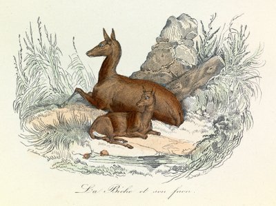 Illusztráció a "Buffon összes művei" című könyvből: Buffon: Les animaux: La doe et son fawn (metszet). alkotó: Unknown artist