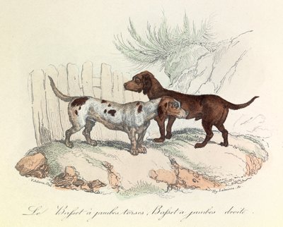 Illusztráció a "Buffon összes művei" című könyvből: Buffon: Les animaux: Le basset a torso legs et le basset a straight legs (metszet) alkotó: Unknown artist