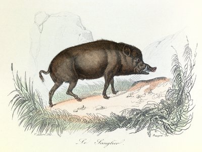Illusztráció a "Buffon összes művei" című könyvből: Buffon: Les animaux: Buffon: Le boar (metszet) alkotó: Unknown artist