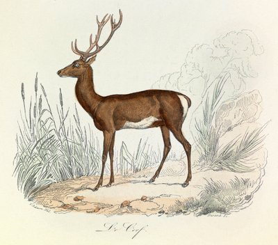 Illusztráció a "Buffon összes művei" című könyvből: Buffon: Les animaux: Buffon: Le cerf (metszet) alkotó: Unknown artist