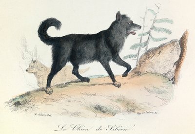 Illusztráció a "Buffon összes művei" című könyvből: Buffon: Les animaux: Buffon: Le chien de Siberie (metszet). alkotó: Unknown artist
