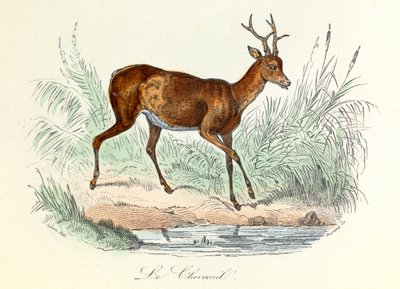 Illusztráció a "Buffon összes művei" című könyvből: Buffon: Les animaux: Buffon: Le deer (metszet) alkotó: Unknown artist