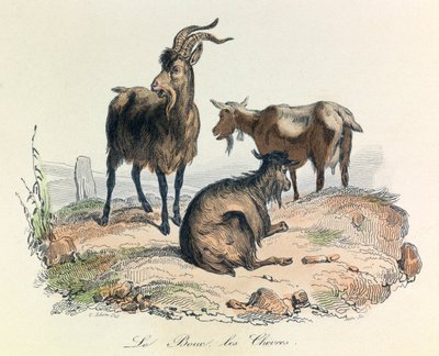 Illusztráció a "Buffon összes művei" című könyvből: Buffon: Les animaux: Buffon: Le kecske és a kecskék (metszet). alkotó: Unknown artist