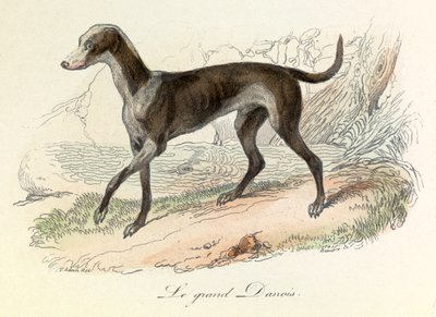 Illusztráció a "Buffon összes művei" című könyvből: Buffon: Les animaux: Buffon: Le grand danish (metszet) alkotó: Unknown artist