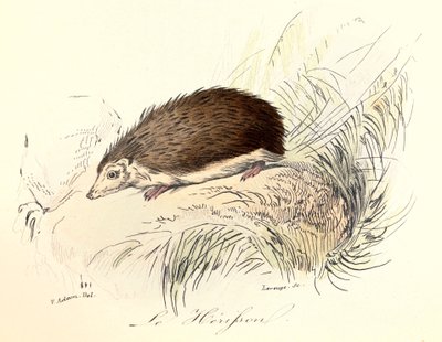 Illusztráció a "Buffon összes művei" című könyvből: Buffon: Les animaux: Buffon: Le herisson (metszet) alkotó: Unknown artist