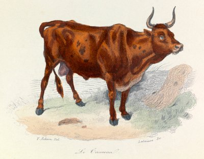 Illusztráció a "Buffon összes művei" című könyvből: Buffon: Les animaux: Buffon: Le taureau (metszet) alkotó: Unknown artist