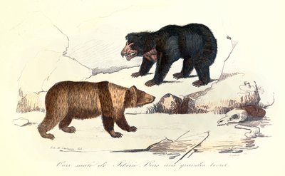 Szibériai hím medve és nagyajkú medve illusztrációja, Linneene és Cuvier osztályozása (metszet) alkotó: Unknown artist
