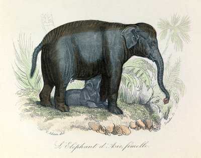 Ábra egy ázsiai nőstény elefántról Buffon könyvéből, Linnaeus és Cuvier osztályozásával (metszet) alkotó: Unknown artist