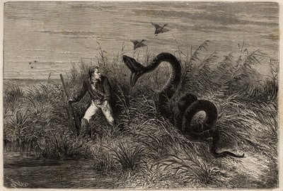 Incidens egy kacsavadászat során Pointe aux Moustiques vagy Pointe Macouria (Francia Guyana) tengerében, egy boa támadása a lesben lévő vadász ellen. Frederic Bouyer, a fregatt kapitánya az 1862-1863-as francia guyanai utazást illusztráló metszet alkotó: Unknown artist