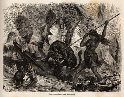Az indiai ticuna (Peru) lándzsával megtámadja azt a tigrist, aki éppen beugrott a kenujába, és megsebesítette társát, a Nhamondas folyó ticunái jó hírűek harcos feleségeikről, ezért az első utazók és tudósok, akik megfigyelték őket, amazonoknak nevezték ők alkotó: Unknown artist