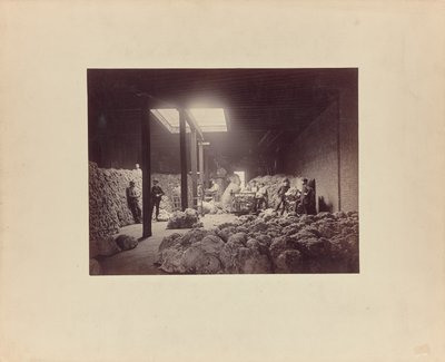 [Gyapjúválogatóház belseje, Walter Brown és Társaság] alkotó: Unknown artist