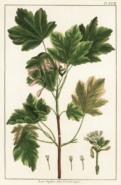 Olasz juhar, Acer opalus, olasz alkotó: Unknown artist