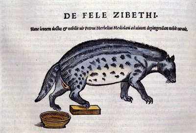 La civette in Historia Animalium, Conrad Gesner (1516-1565), Tiguri alkotó: Unknown artist