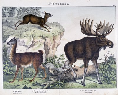 Láma, jávorszarvas (jávorszarvas) - in „” Az emlősök természettörténete””, szerk. Schreiber alkotó: Unknown artist