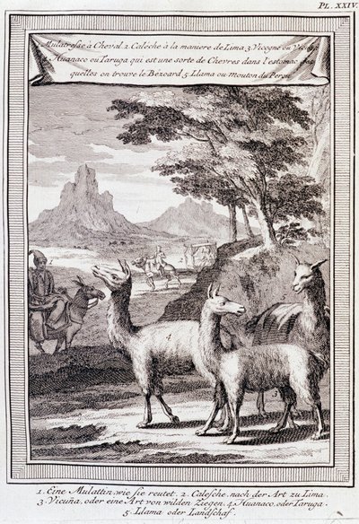 A perui lámák – a „Dél-Amerika történelmi utazása című dokumentumban, amelyet Don George Juan és Don Antoine de Ulloa Spanyolország királyának rendje végez”, T.1, C.A. Jombert, Librairie du Roi, Párizs alkotó: Unknown artist