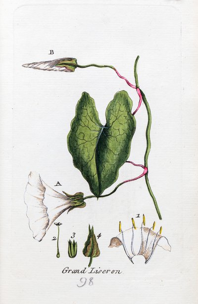 Nagy bindweed alkotó: Unknown artist